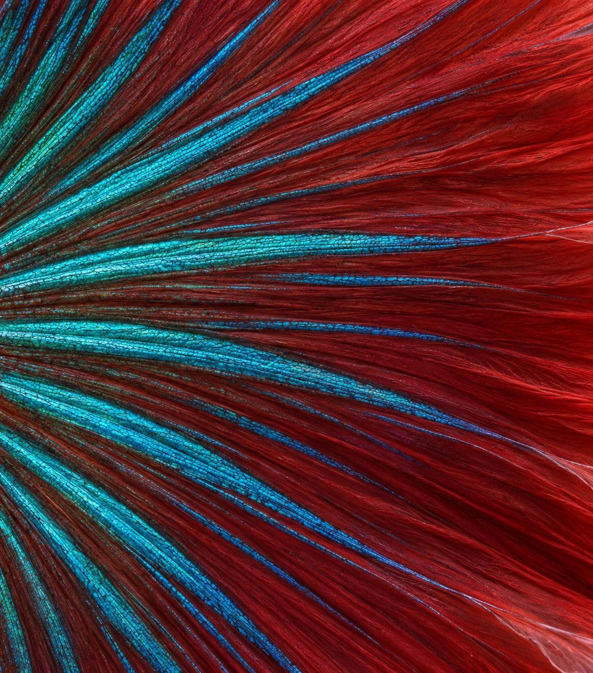 06 / Fin membrane, magnified