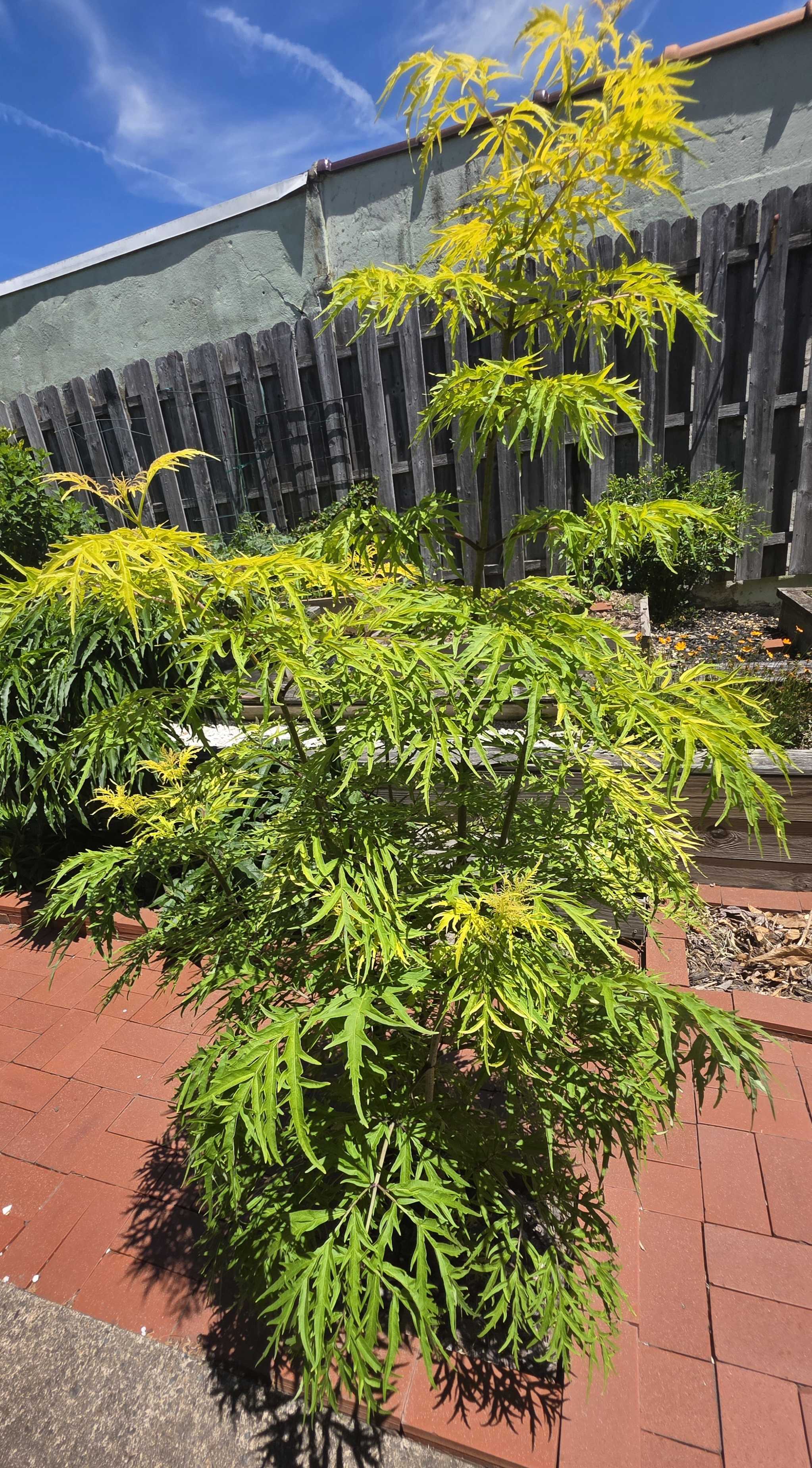 Lemony Lace elderberry in bright chartreuse summer foliage on the brick patio