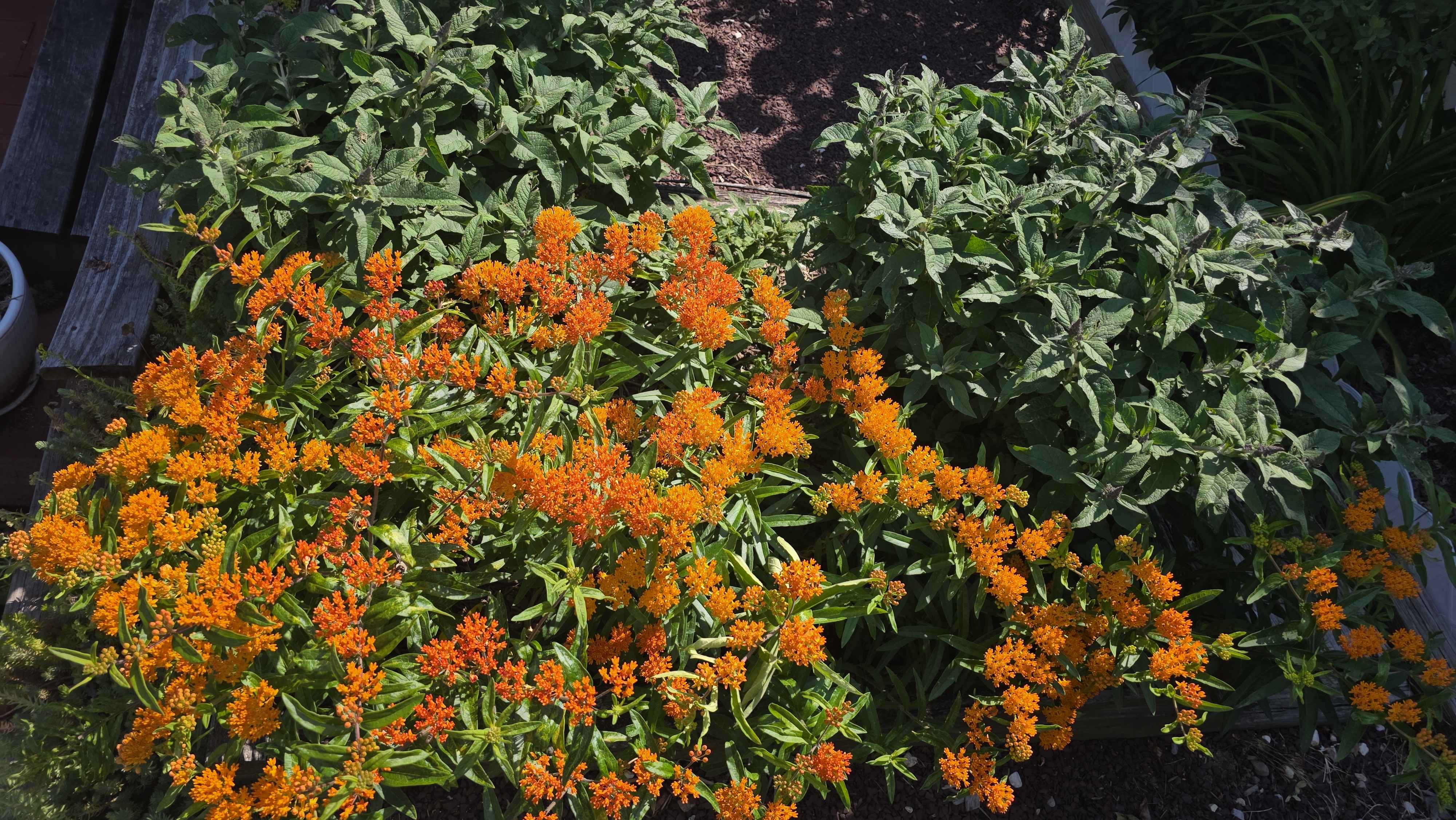 Orange milkweed blooming heavily in the raised mixed bed