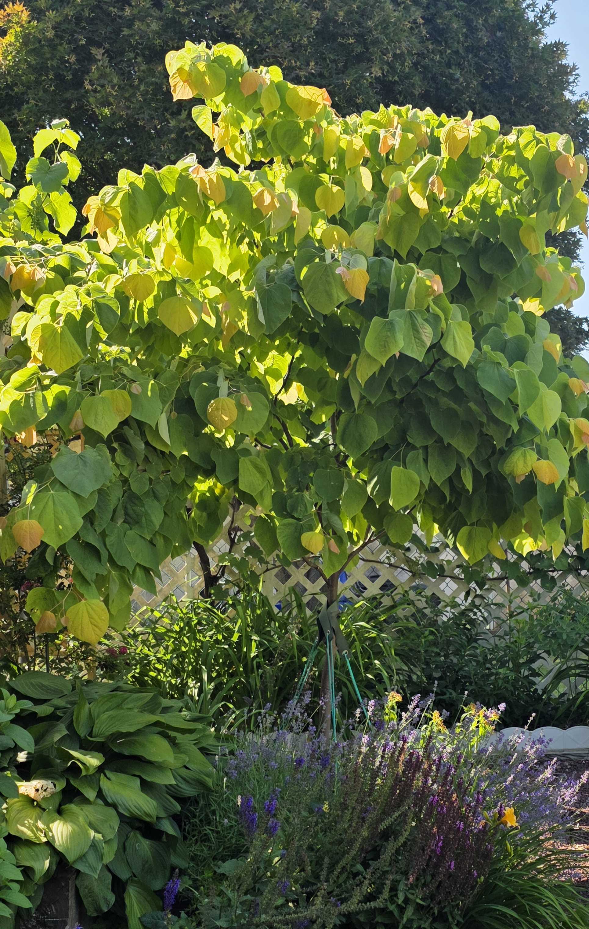 Rising Sun redbud glowing yellow green above the layered June garden