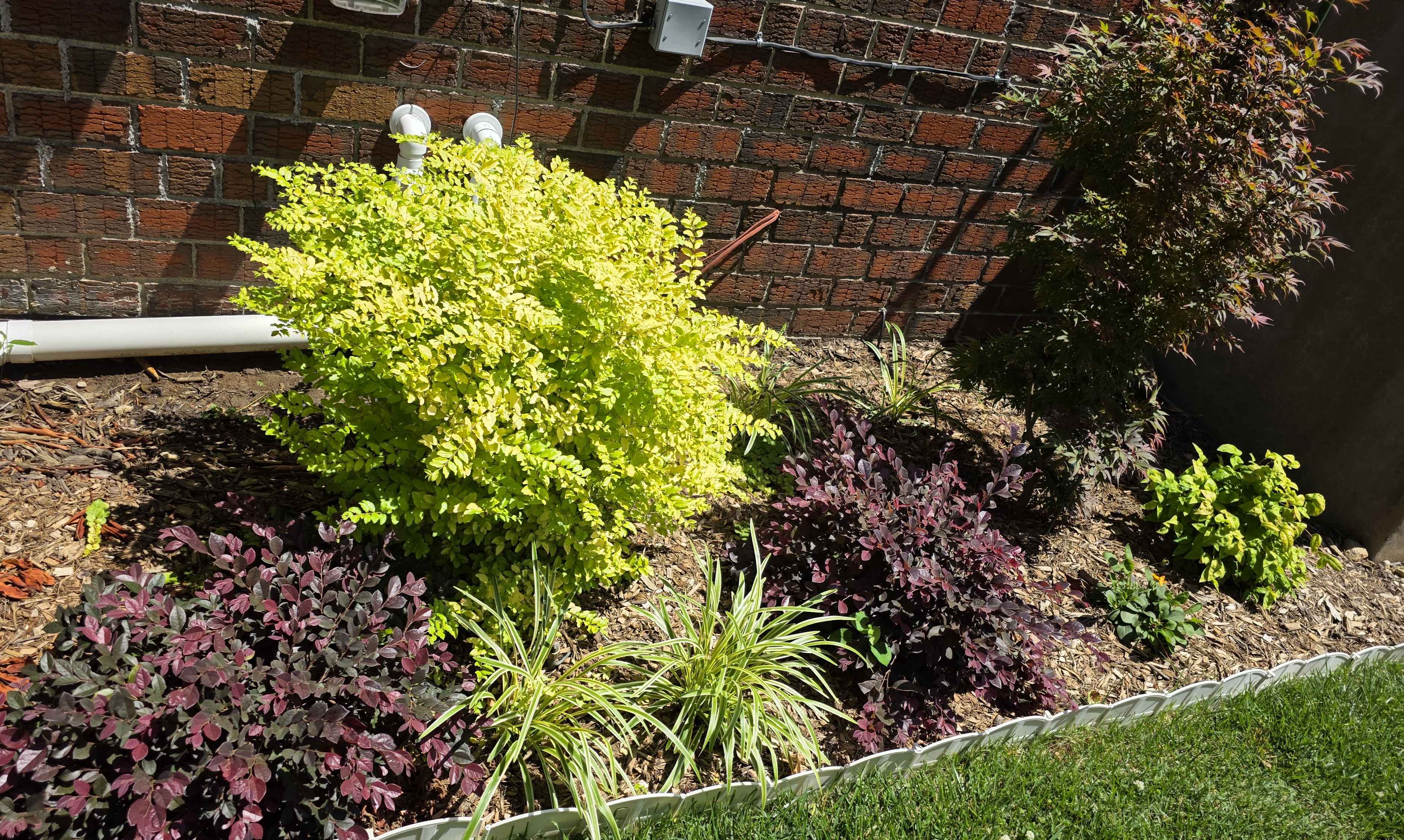 Side-house foundation bed with Sunshine ligustrum, purple loropetalum, variegated liriope, and Shaina Japanese maple