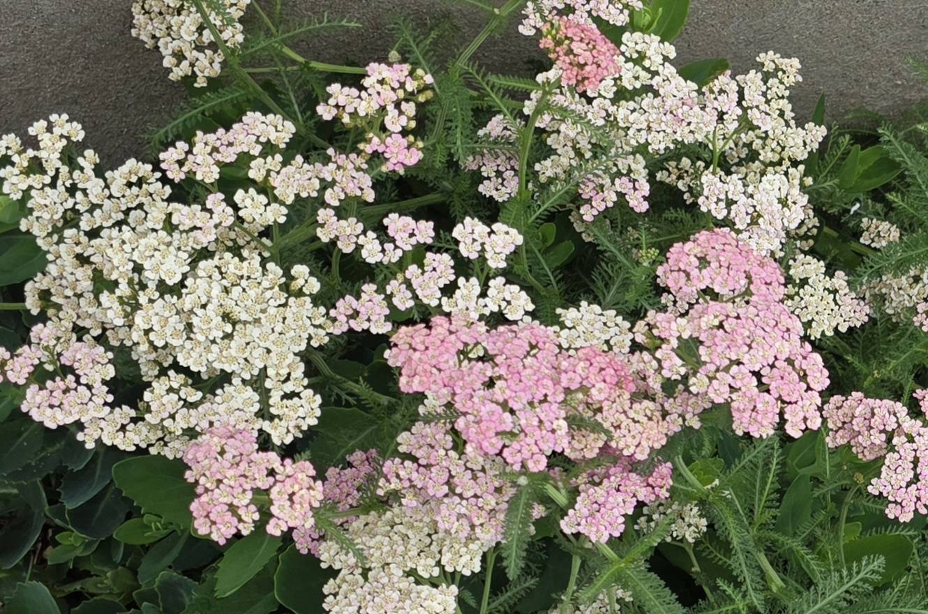 Pink and white yarrow flowers blooming above fine ferny foliage