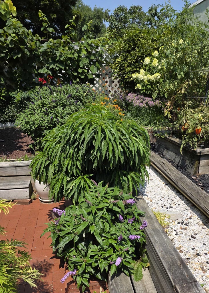 Dwarf peach canopy above purple Pugster butterfly bush in a brick-edged raised garden bed