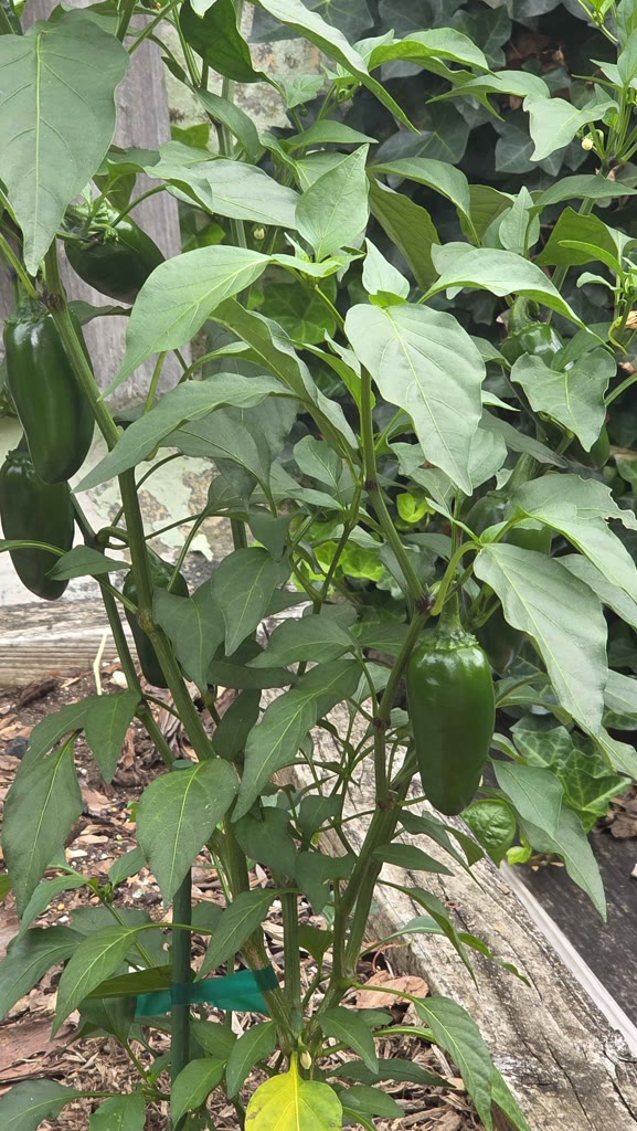 Healthy jalapeno pepper plant carrying several large dark green peppers and new flower buds