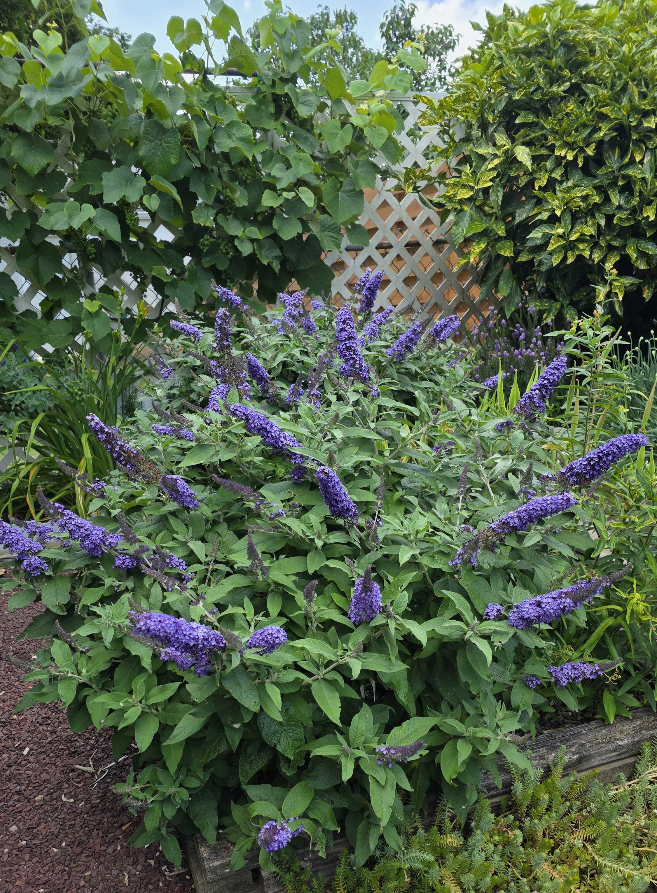 Pugster butterfly bush in heavy purple bloom below grapevine leaves and green grape clusters on a white lattice