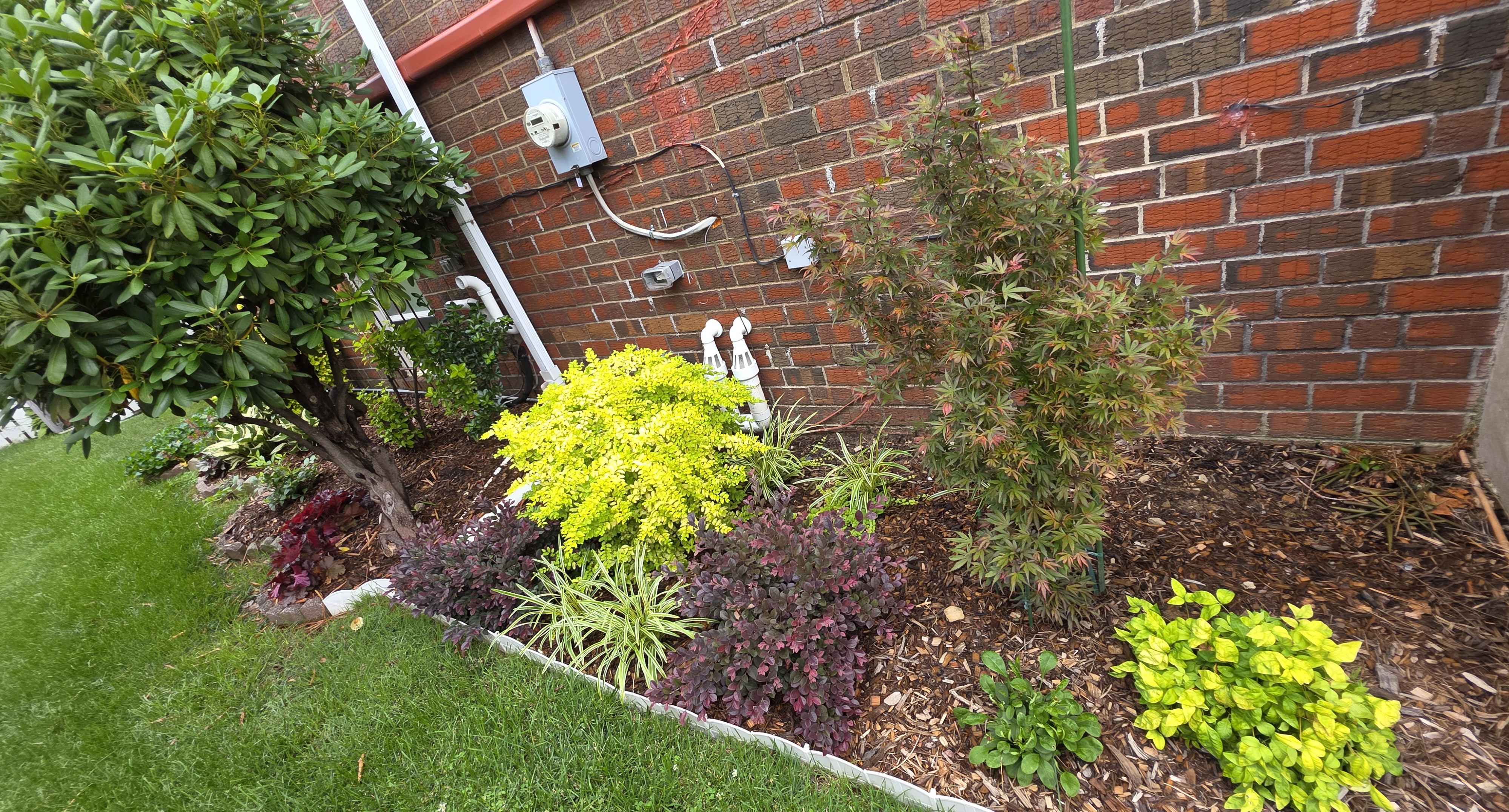 Side-house foundation bed with Sunshine ligustrum, Shaina Japanese maple, purple loropetalum, variegated liriope, and rhododendron
