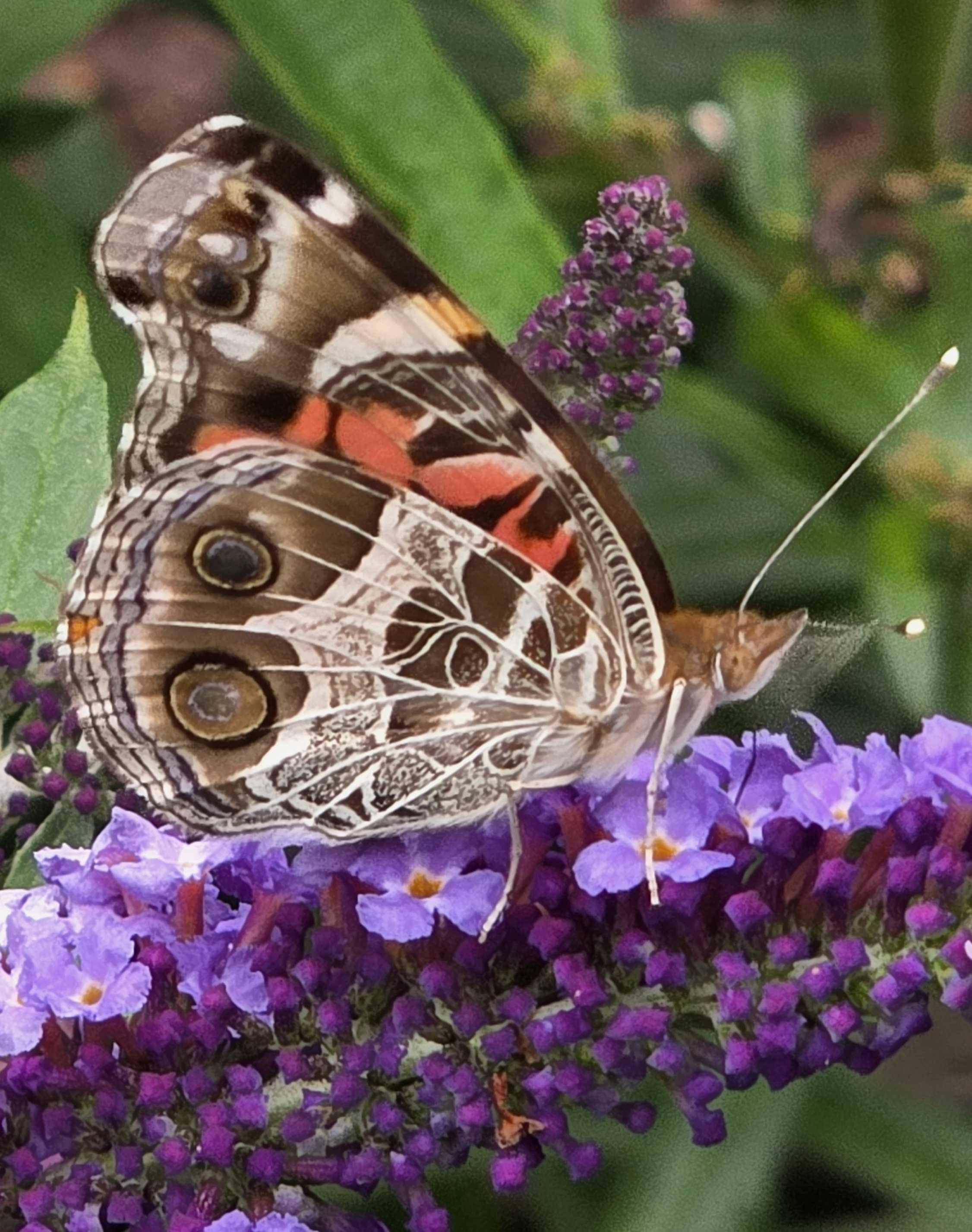 Close portrait of an American lady butterfly on a purple Pugster flower spike