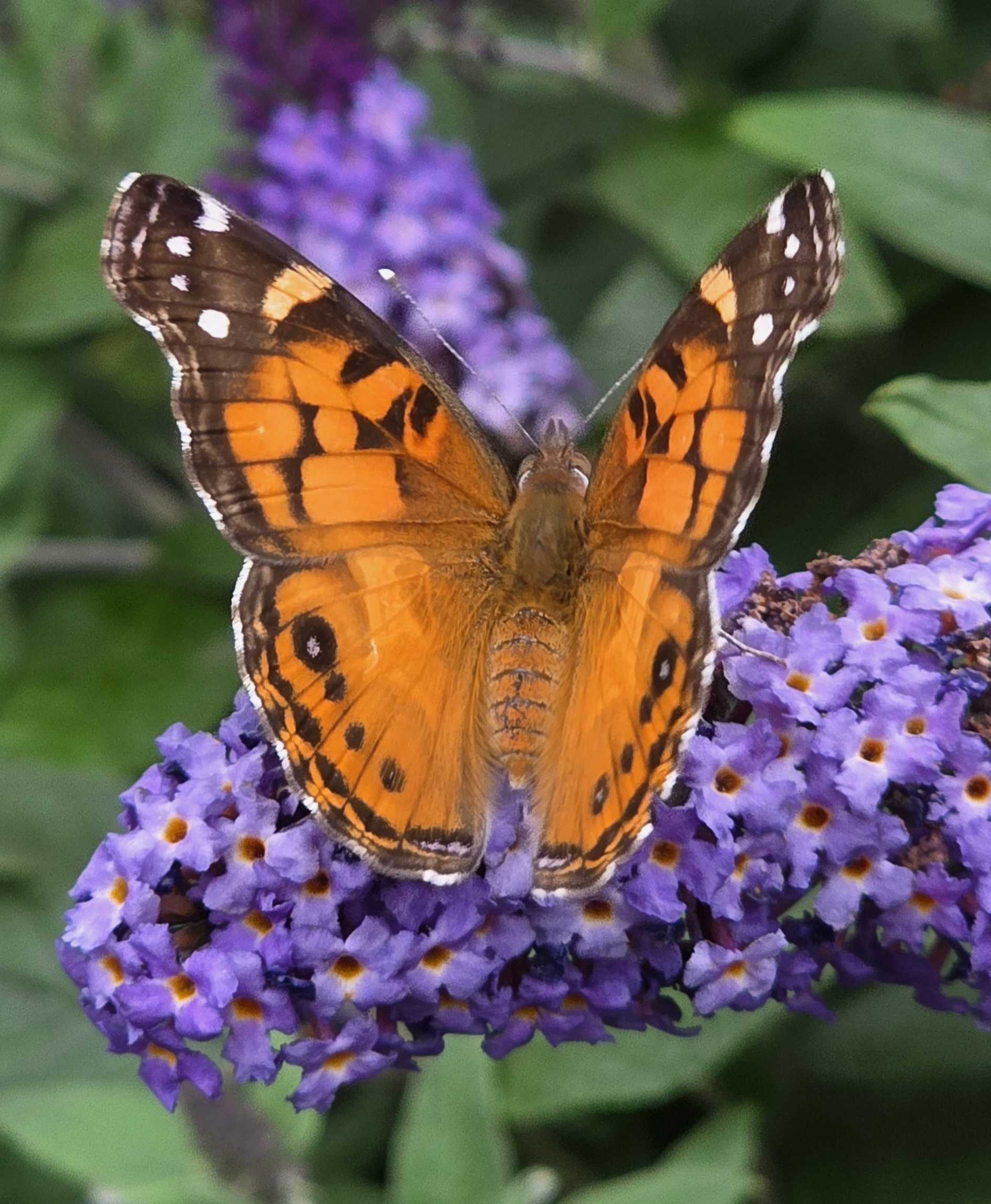 American lady butterfly with bright orange wings open on a purple Pugster butterfly bush flower cone
