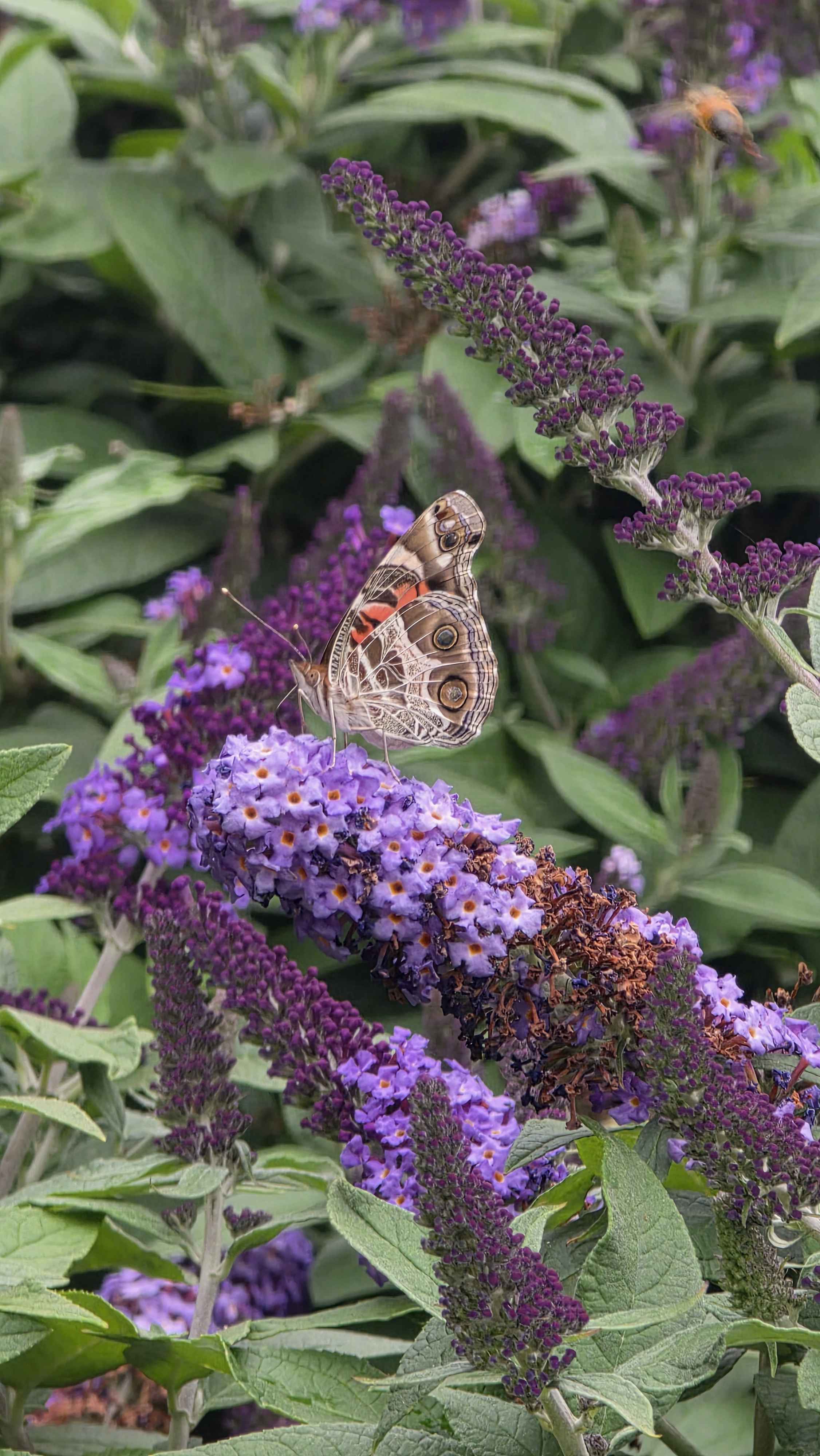 American lady butterfly feeding on purple Pugster butterfly bush flowers