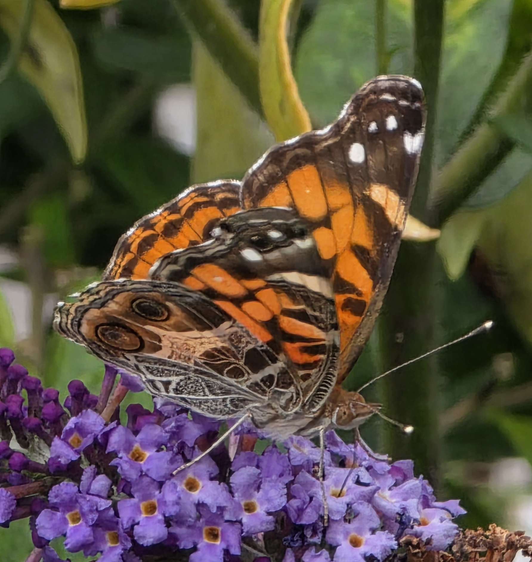 Side view of an American lady butterfly feeding on purple butterfly bush flowers