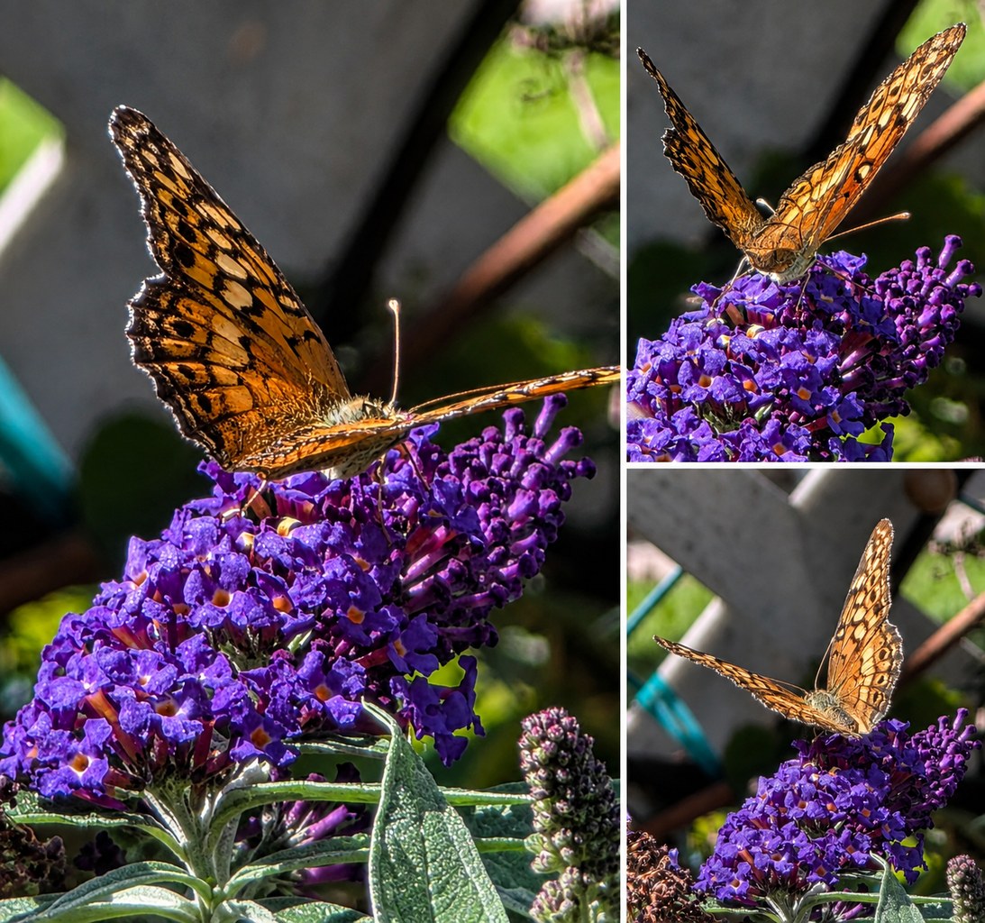Three-photo collage of an orange-and-black fritillary-type butterfly feeding on purple Pugster butterfly bush flowers