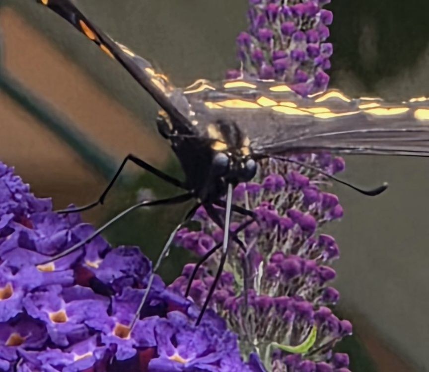 Close frontal view of a giant swallowtail butterfly drinking from purple Pugster butterfly bush flowers