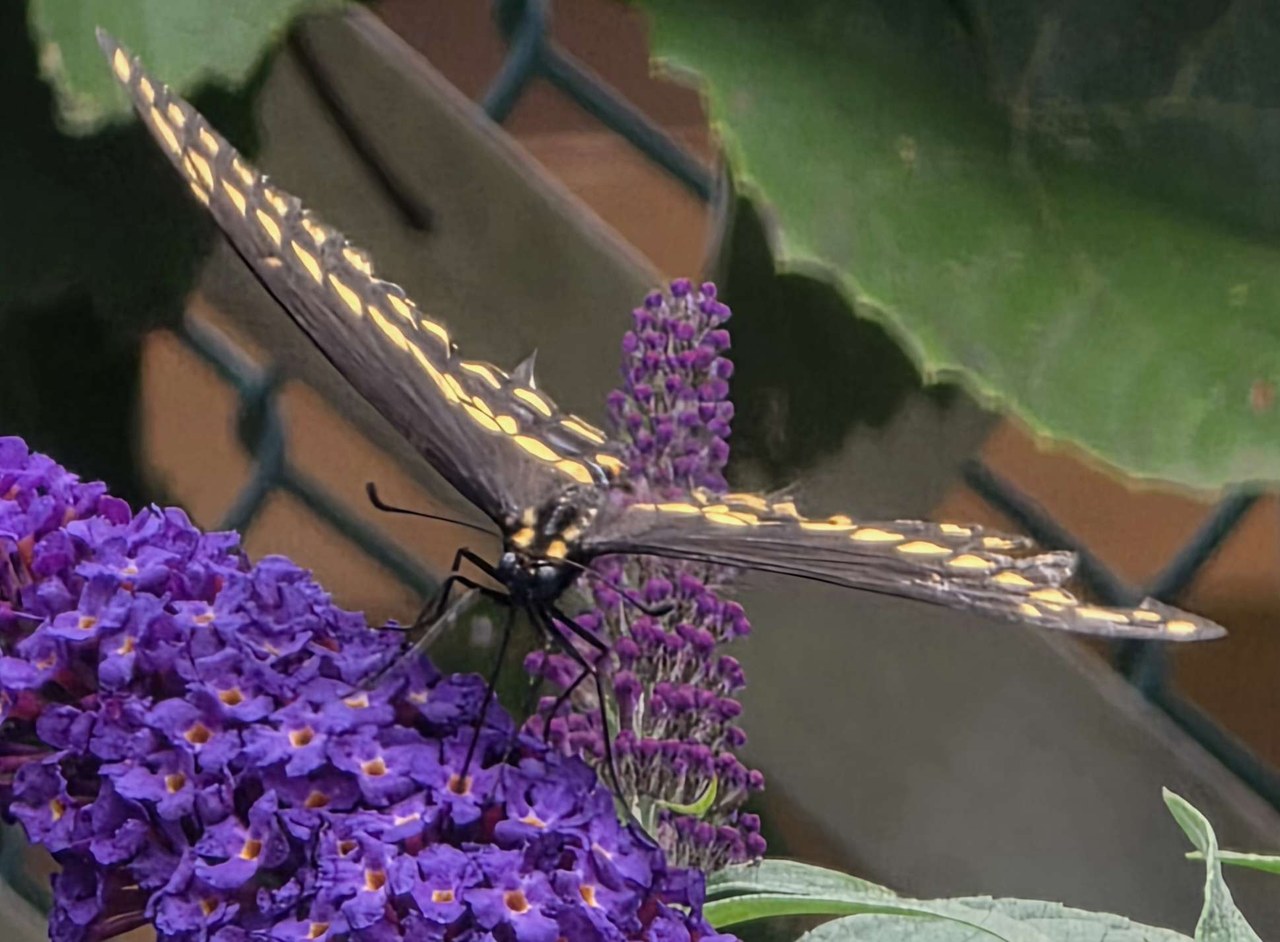 Giant swallowtail butterfly spreading its dark wings with yellow bands while feeding on purple Pugster butterfly bush flowers