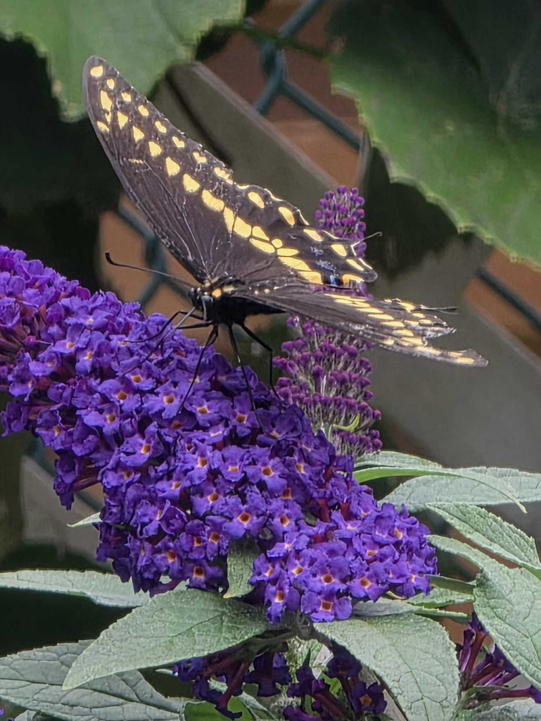 Side view of a giant swallowtail butterfly feeding on a dense purple Pugster flower cluster
