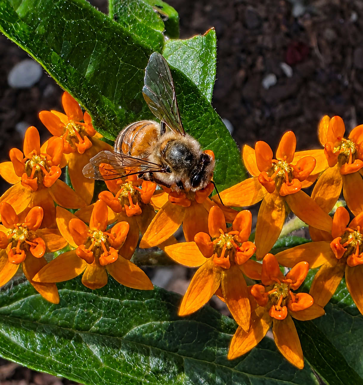 Close detail of a honey bee feeding on orange milkweed flowers
