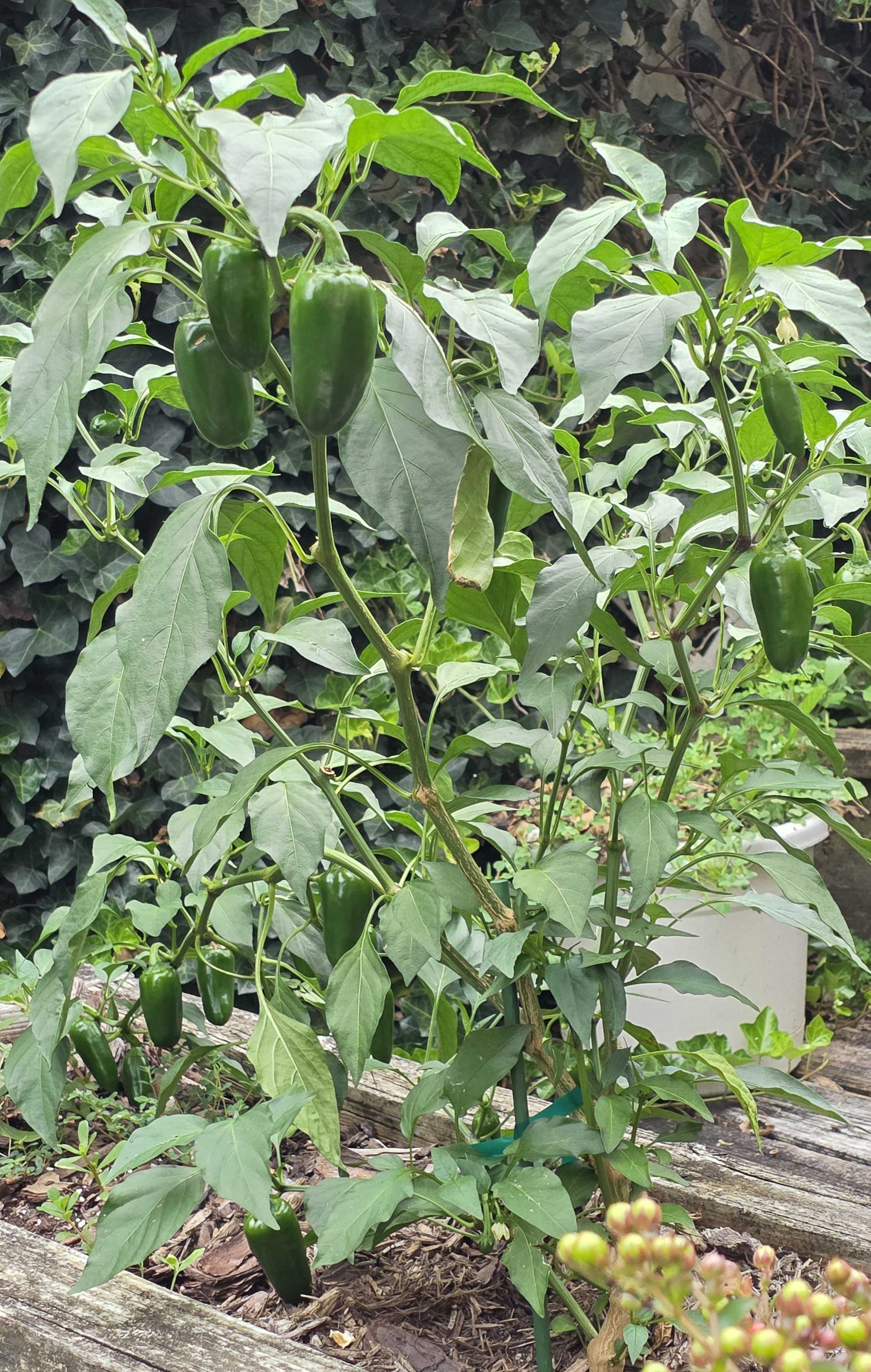 Jalapeno plant carrying many full-sized glossy dark-green peppers