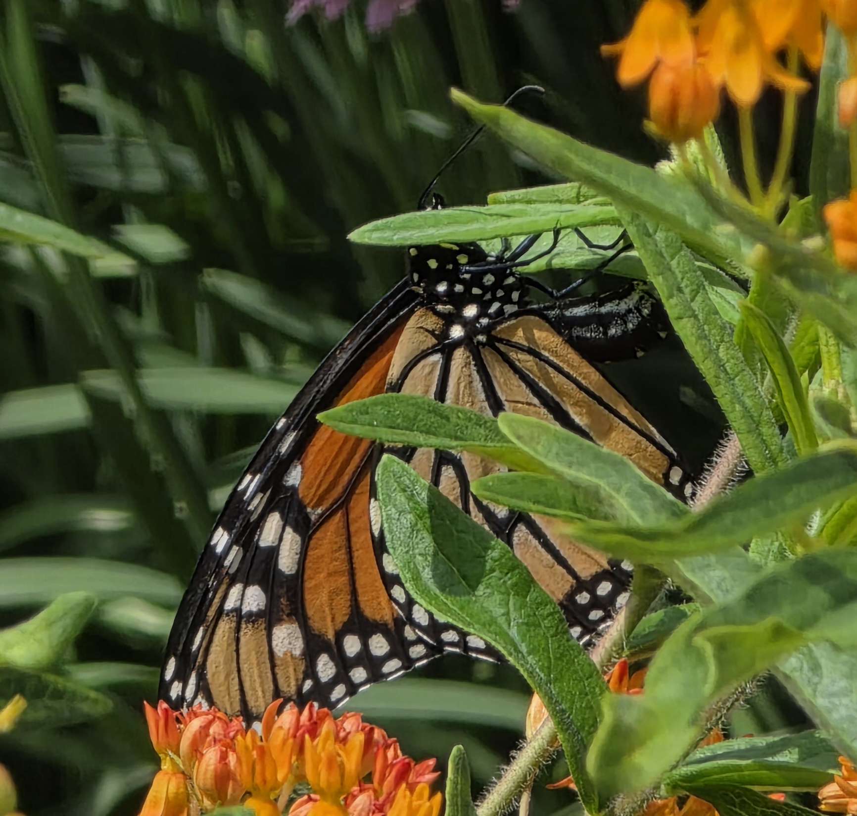 Monarch butterfly resting on orange milkweed flowers in the summer garden