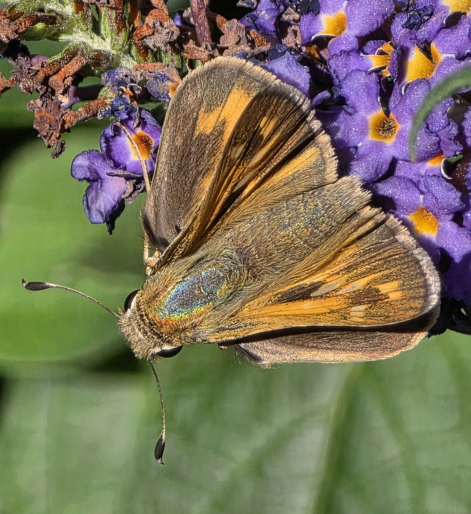 Macro view of an orange-and-brown skipper butterfly feeding among purple Pugster florets
