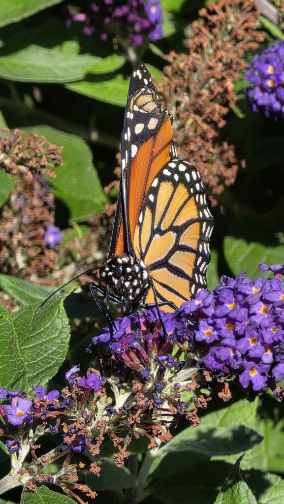 Monarch butterfly holding its wings upright as it feeds on purple butterfly bush flowers