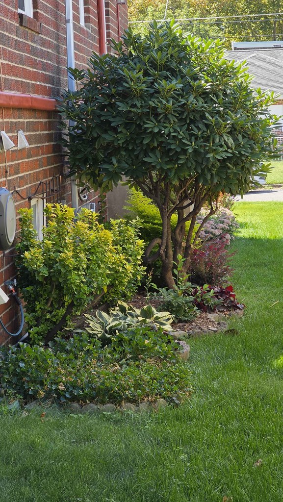 Large rhododendron canopy above variegated shrubs, hostas, and a lawn-edged foundation bed